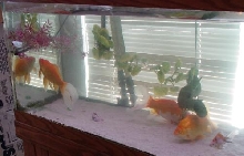 75g with goldfish