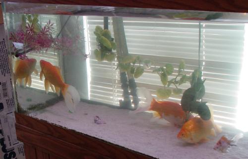 75g with goldfish