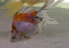wiggle