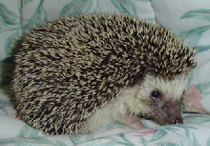 Loribelle