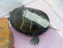 Painted Turtle Injury