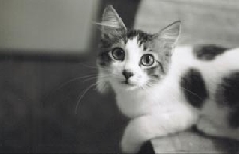 joey