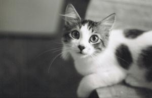 joey