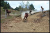Stampede