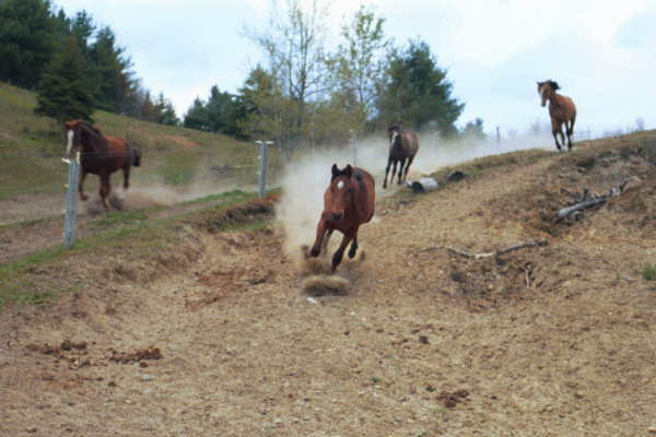 Stampede