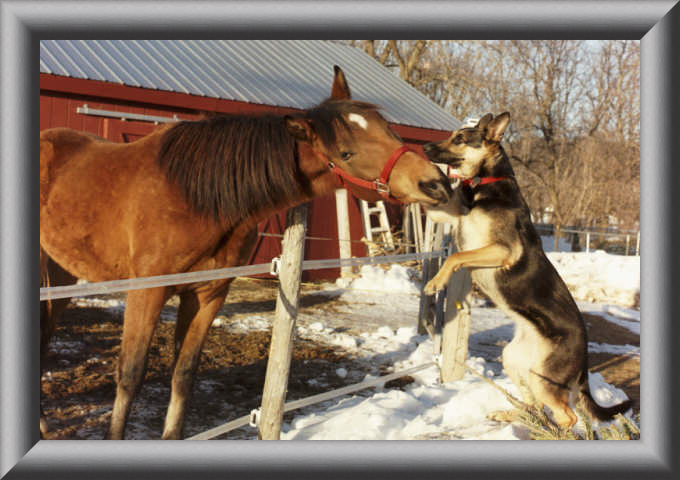They say dogs man's best friend?