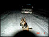 Is that a Police Dog?