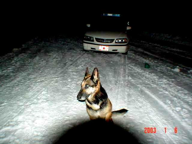 Is that a Police Dog?