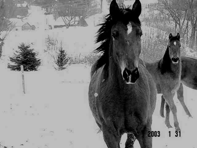 Tobi and Shyanne (brother and sister)