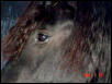 Friesian EYE