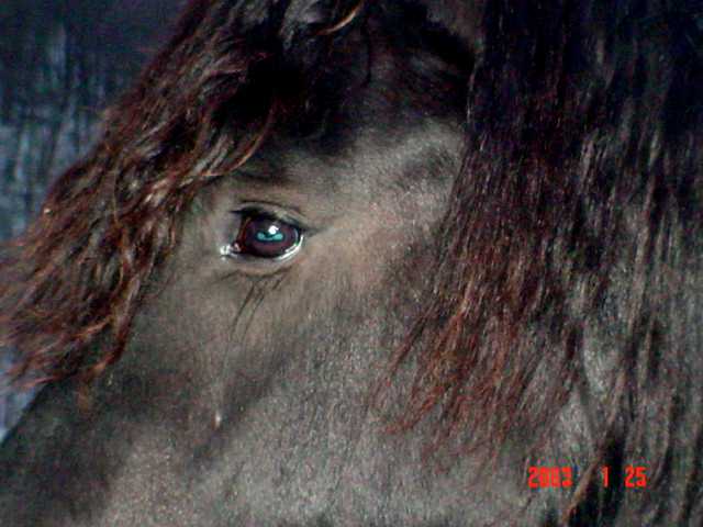 Friesian EYE