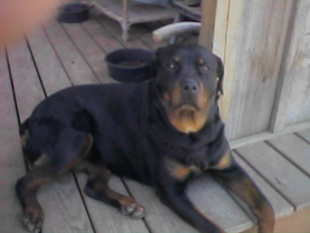 Protective dog