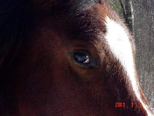 Maskah Bolt