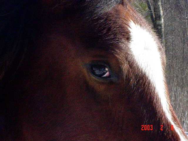 Maskah Bolt