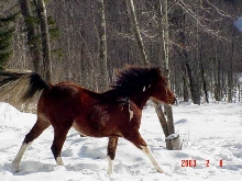 Maskah Bolt