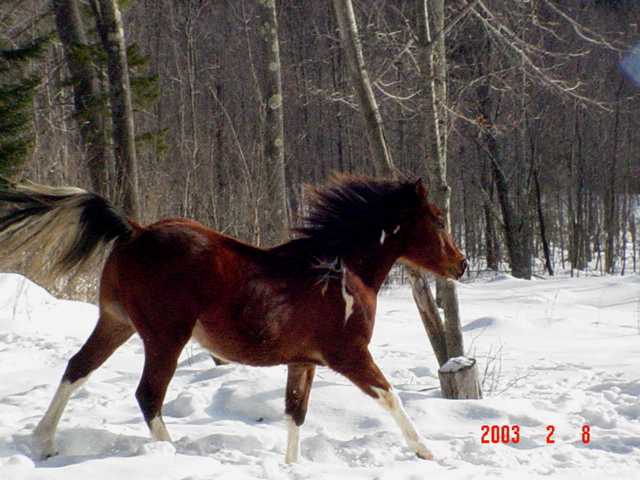 Maskah Bolt