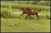 Born to Run