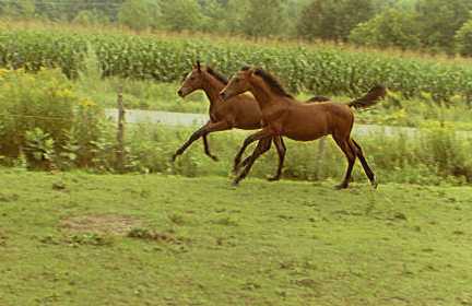 Born to Run