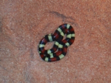 My baby Pueblan Milk Snake