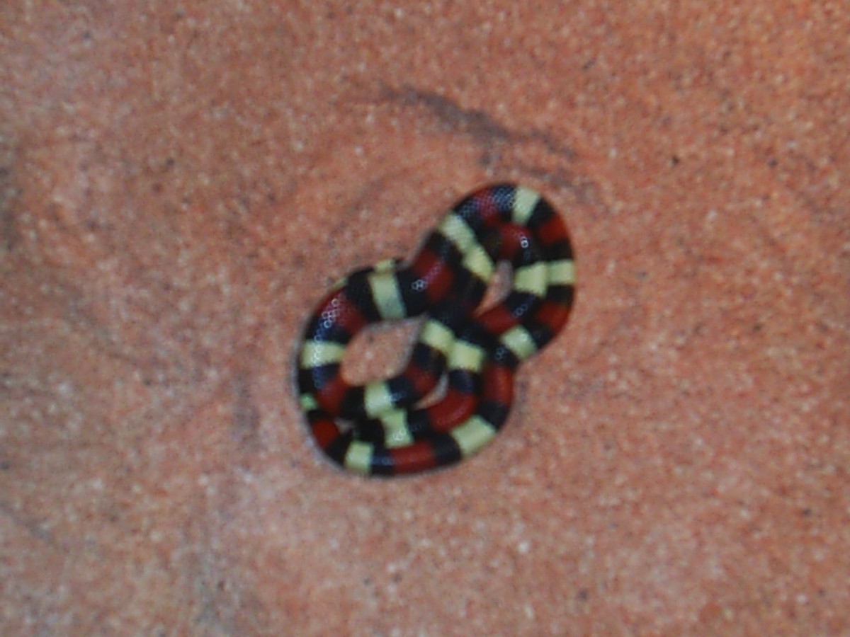 My baby Pueblan Milk Snake