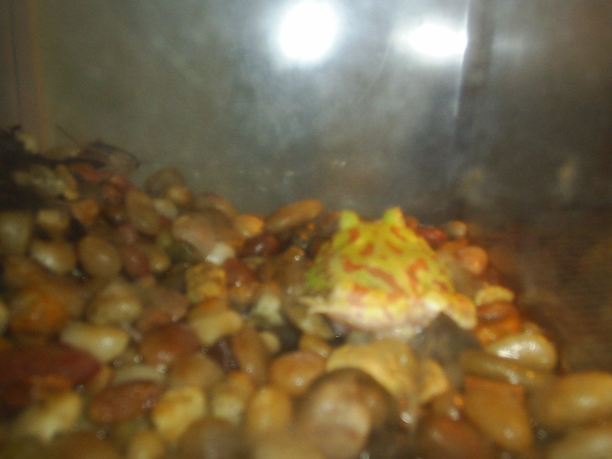 rear end of my pacman