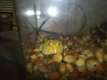 My Albino Pacman(baby)