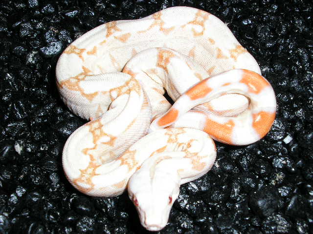 04 Albino