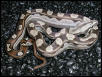 Motley 66% het albino