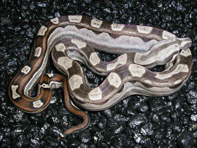 Motley 66% het albino