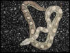 Motleyboa