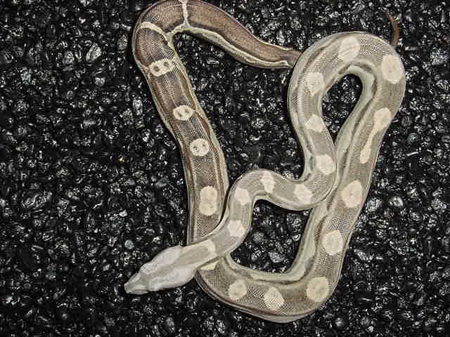Motleyboa