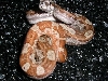 hypo motley 10-20