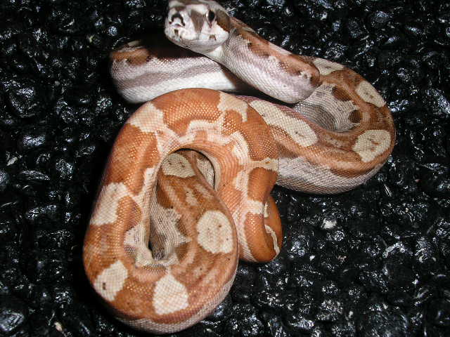 hypo motley 10-20