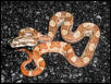 Hypo Motley