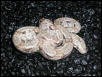 Calico Hypo