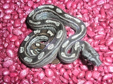 Motley het albino 2