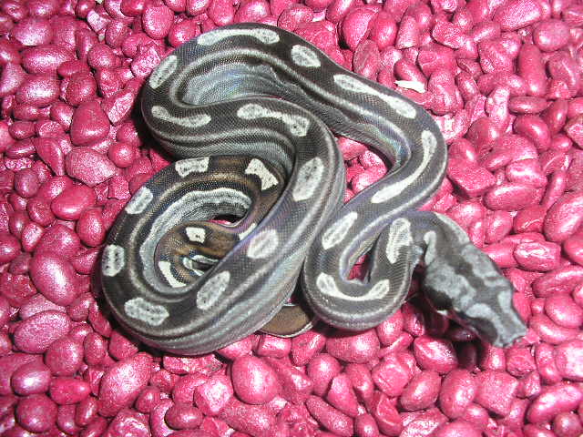 Motley het albino 2