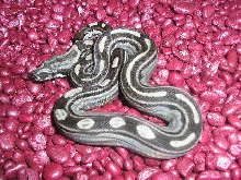 Motley het albino