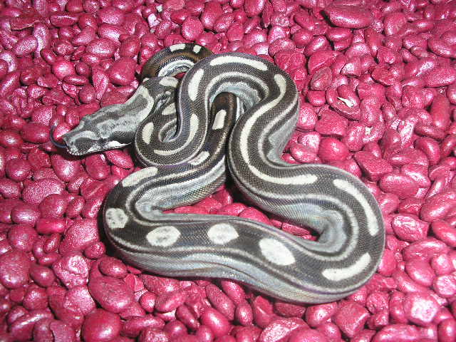 Motley het albino