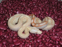 Albino Motley female 5-16-05