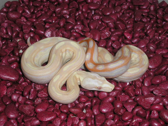Albino Motley female 5-16-05