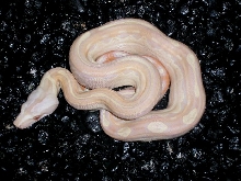 2005 Albino Motley