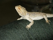 Izak6