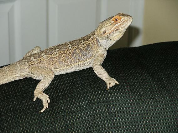 Izak8