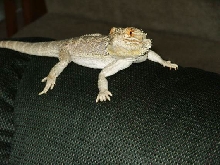 Izak2