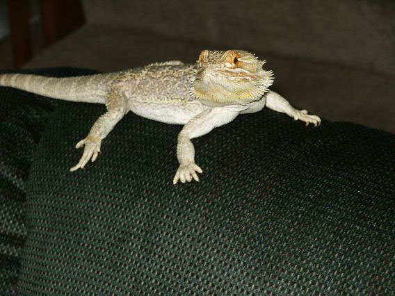 Izak2