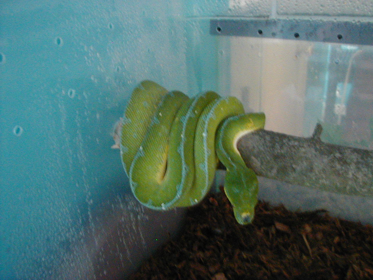 Female Sorong