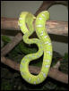 Soon to be male of mine