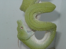 Aru Female Eating
