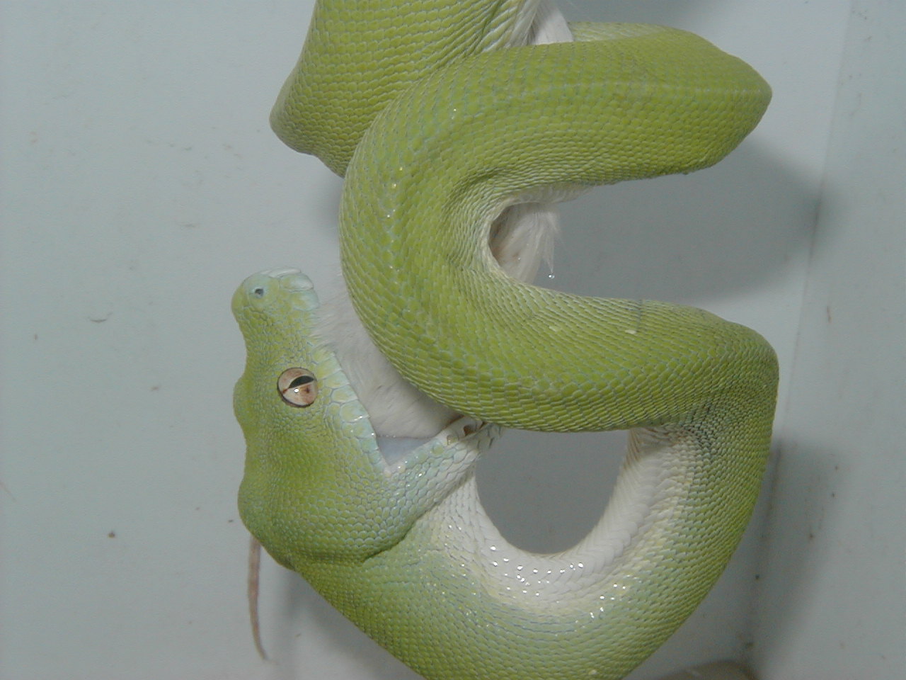 Aru Female Eating
